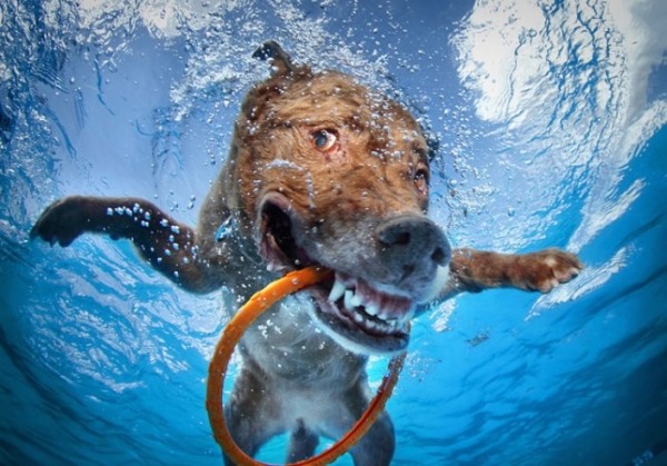 pensionär-hund-under-vatten-foton-roliga