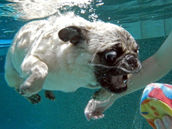 mops-ras-under-vatten-hund-foto