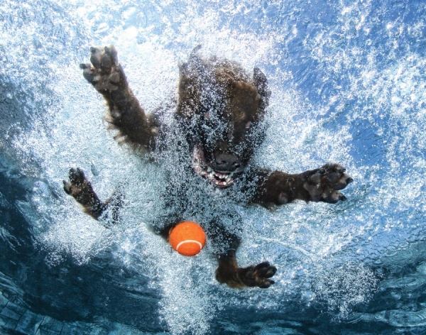 rolig-foto-under-vatten-simning-hund