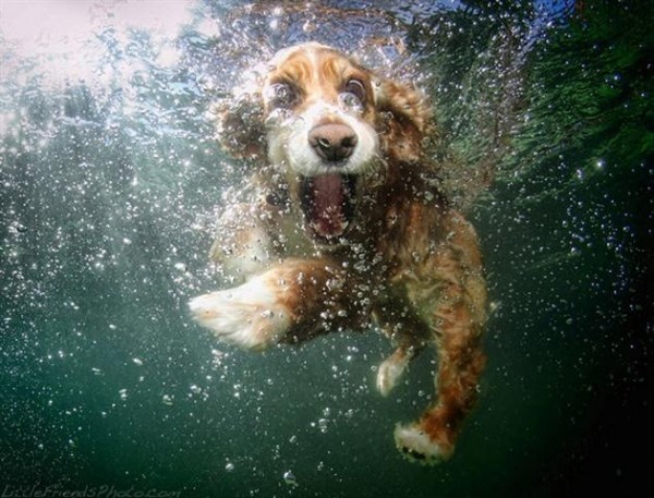 roliga-bilder-under-vatten-simmar-hundar