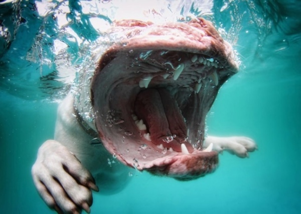 hund-under-vatten-haj-liknande-rolig
