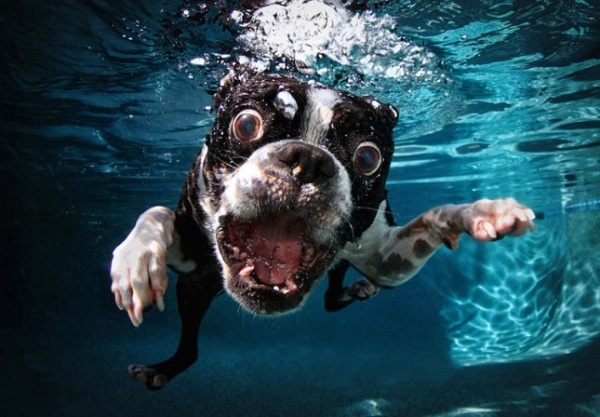 hund-under-vatten-filmer-boston-terrier-7-årig