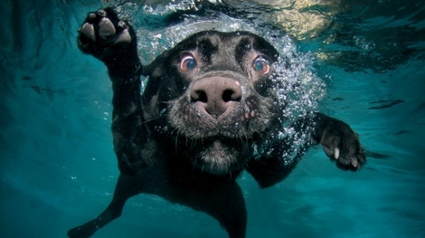 foton-av-hundar-under-vatten-roliga