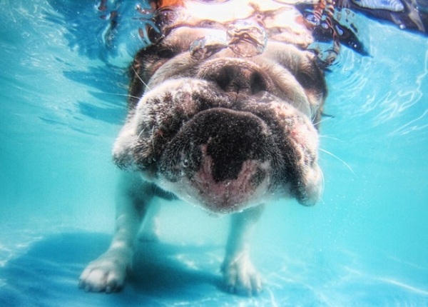 Engelska-Bulldog-under-vatten-rolig-foto