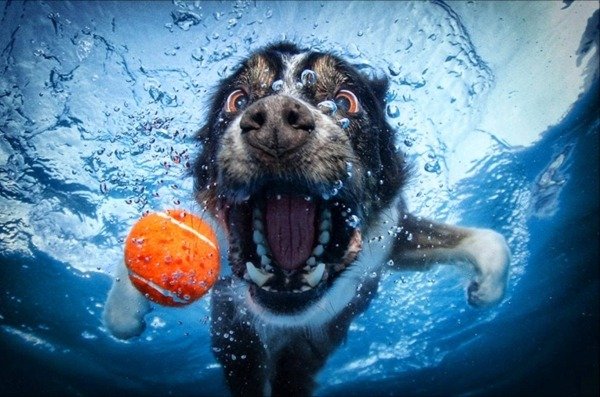 boll-hund-under-vatten-idé-huvud