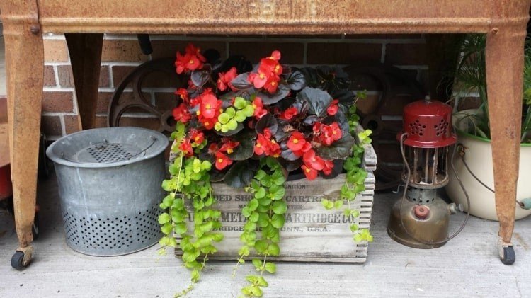 Isbegonia med mörka blad och röda blommor och krypande jennyväxt