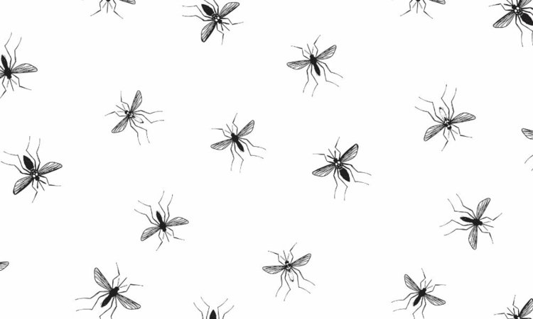 Gör myggspray själv - vilka oljor som passar