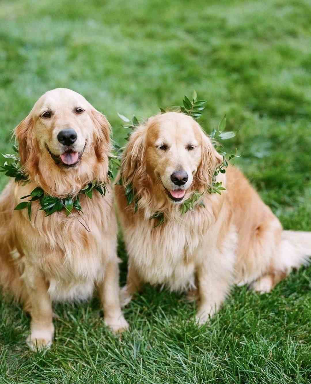 Grön bröllopsform grönska trend lövverk halsband hund