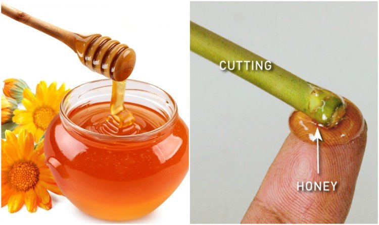 Att tillverka honungsrothormon själv kommer att förhindra bildandet av bakterier