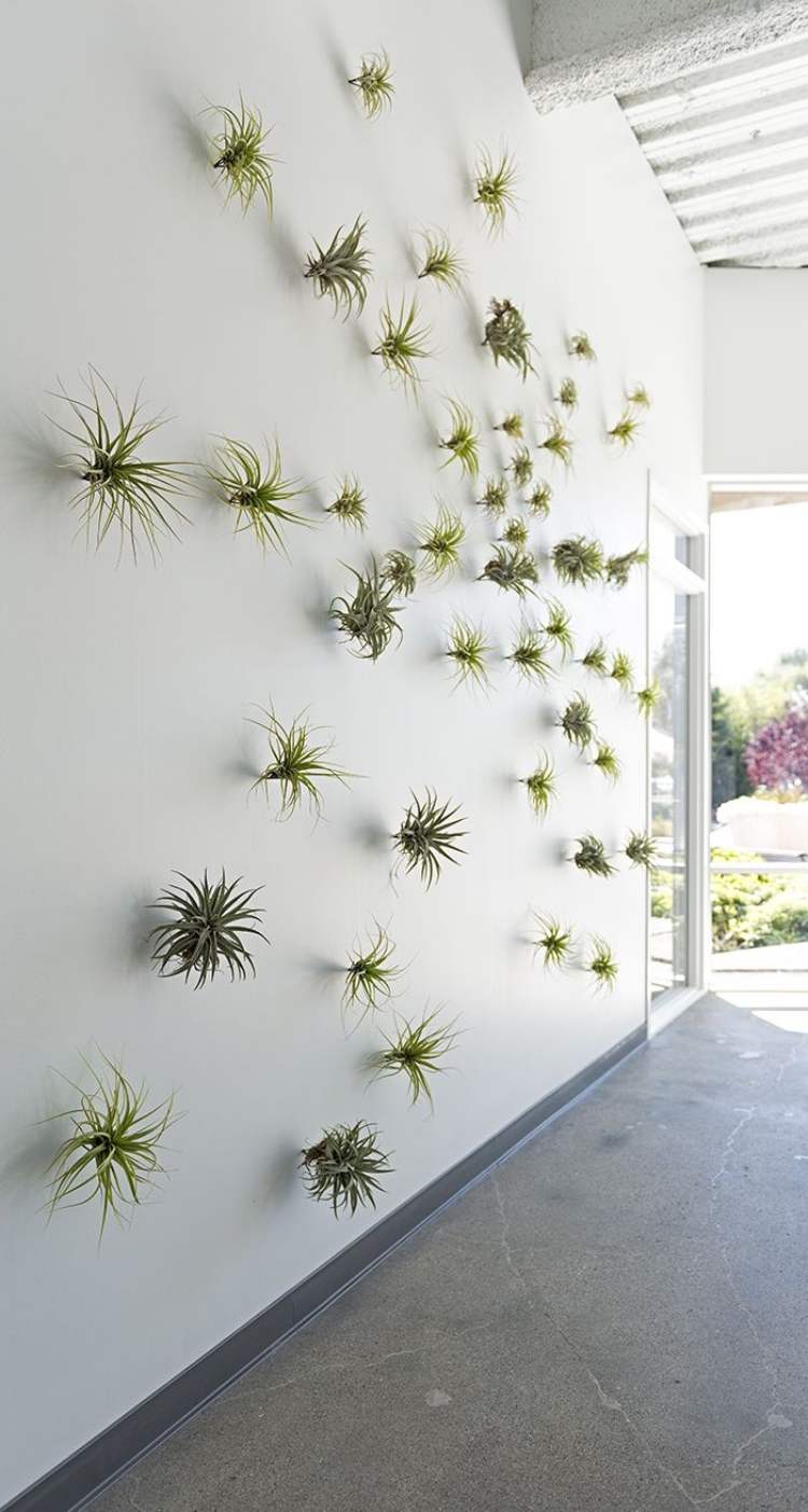 terrarier-tillandsia-korrekt-vård-vägg-design-växter-moderna