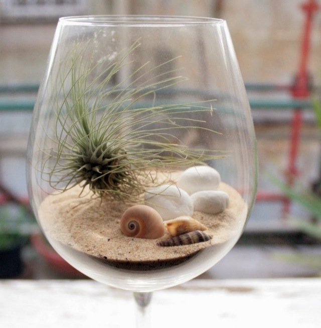 vinglasdekoration tillandsia sandskal terrarium