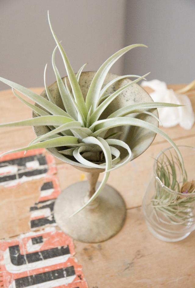 rotlösa växter grå tillandsia vintage vas