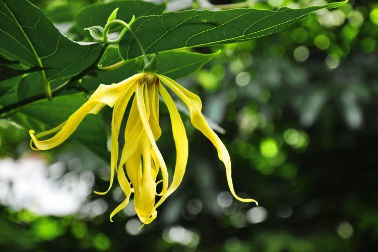 Ylang Ylang blomma på trädet Effekt av eterisk olja