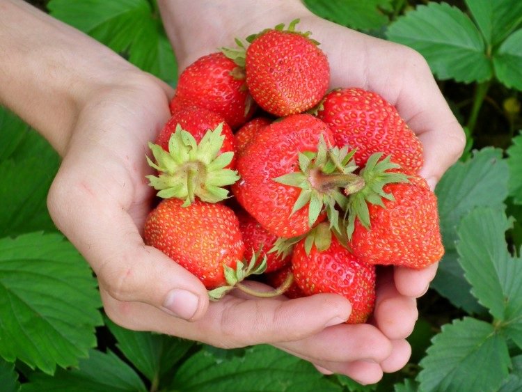 gör tandkräm själv huskurer recept tips tips blekning ljusare naturliga leende jordgubbar