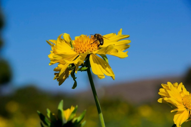 bi på en gul blomma en solig dag undvik allergier genom cellulärt immunsvar