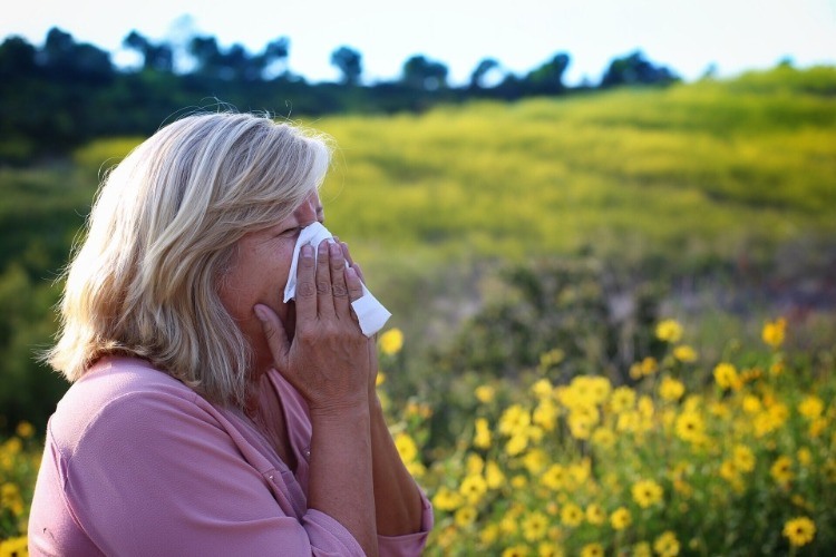 äldre kvinna nyser på grund av allergi och cellulärt immunsvar under våren