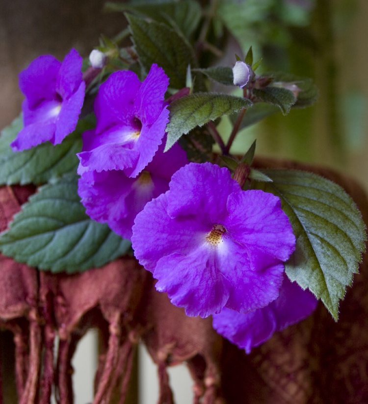 rum balkong växter achimenes violetta blommor