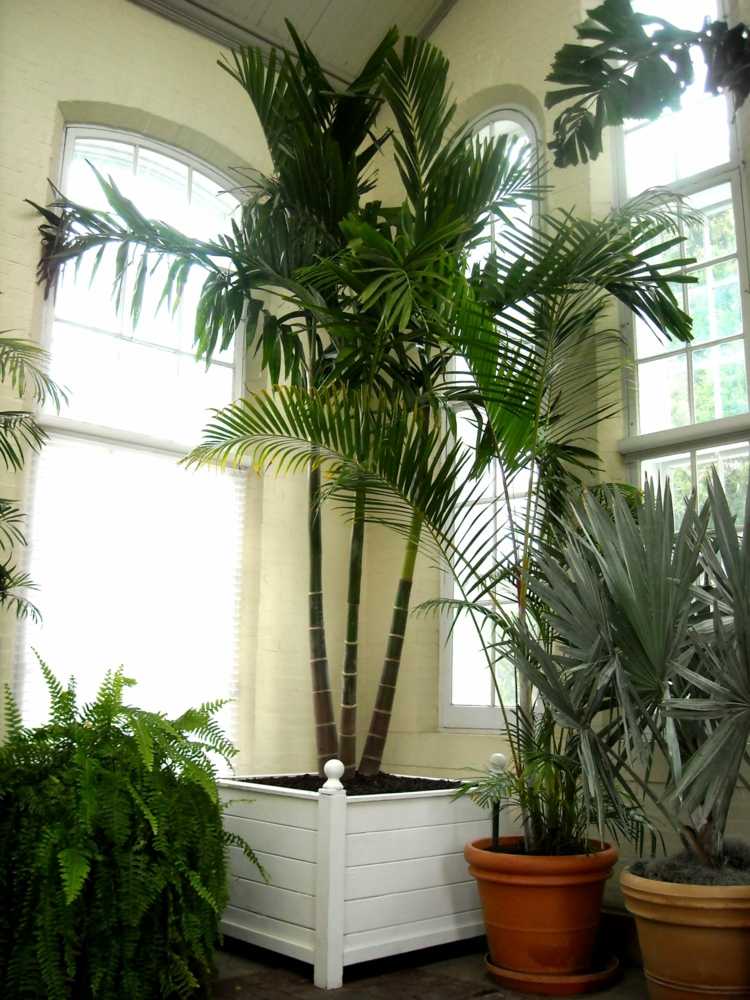 rum balkong växter palmer vård vinter trä planter planter vit