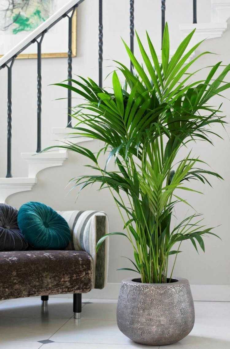 inomhus-palm-art-kentia-bevattning-tips-gödsla-substrat