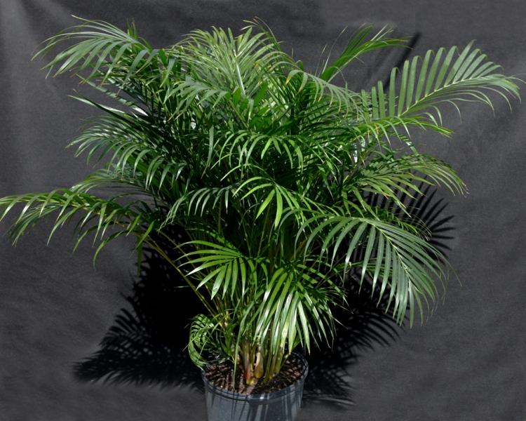 inomhus-palm-art-guld-frukt-palm-vackert-tillväxt-vatten-gödsla