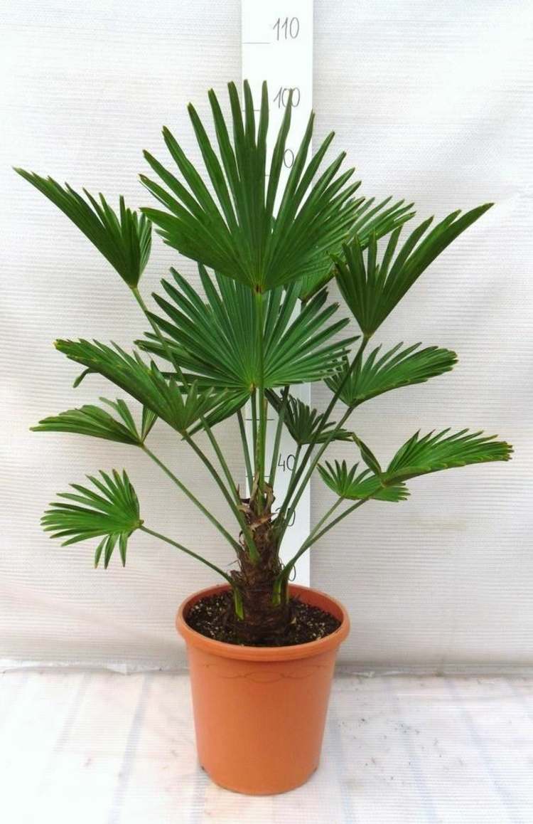 inomhus-palm-art-hampa-palm-populär-inomhus-växt-stimulering-tips-vattning