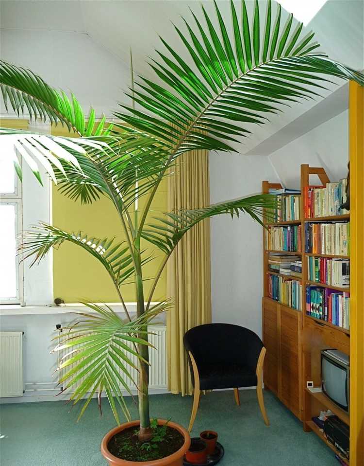 rum-palm-arter-eld-palm-kontors-växt-krävande-lite-utrymme-tips