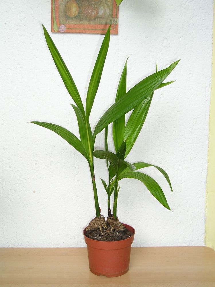 rumspalmer-typer-betel palm-vård-tips-betelnöt-gröna-växter