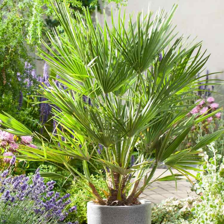 inomhus-palm-art-dvärg-palm-liten-inomhus-växt-vackra-fan-blad