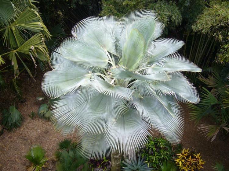 inomhus-palm-art-blå-hesperid-palm-silver-färg-blad-ganska-vård