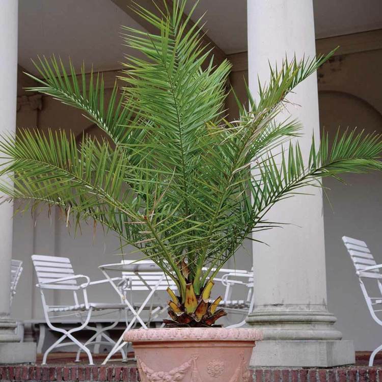 inomhus-palm-arter-phoenix-palm-date-palm-spreads-palm-ordentligt vårdande