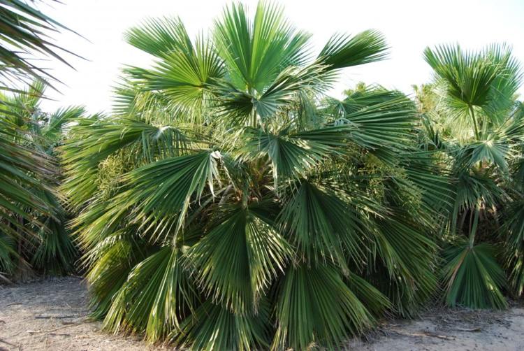 inomhus-palm-art-sten-palm-torra-perioder-fläkt-blad-okänslig
