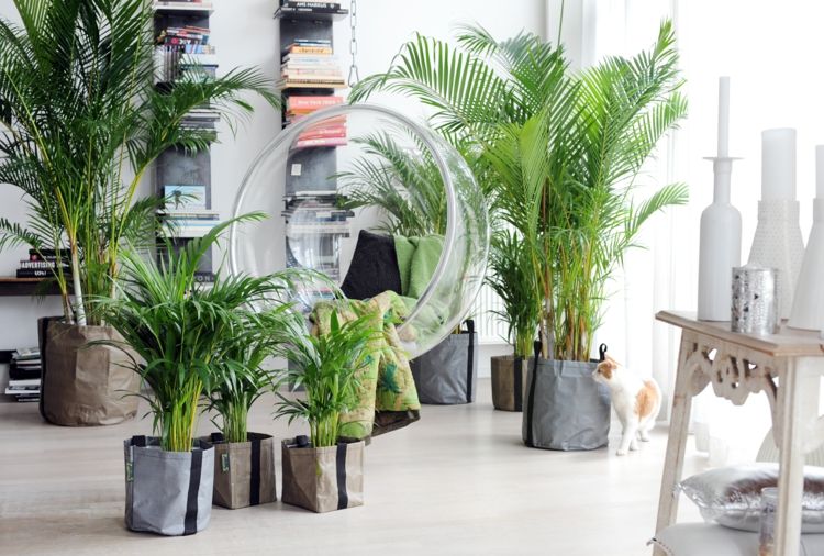 Inomhus palmer typer vård-tips-idéer-krukväxter-dekoration