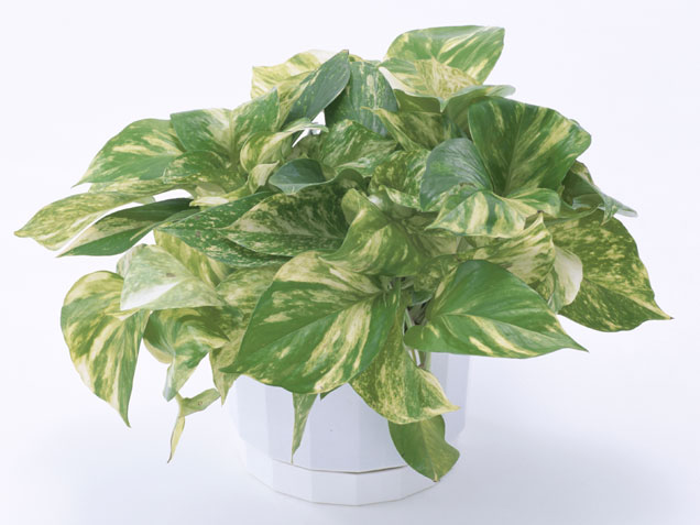 Epipremnum aureum efeutute plastkrukor inomhus