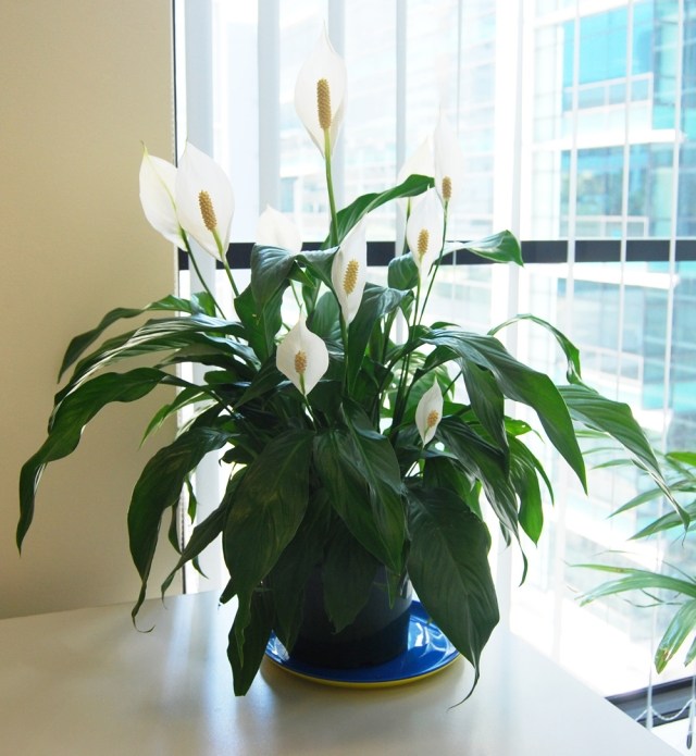 krukväxter vård Spathiphyllum skärblad