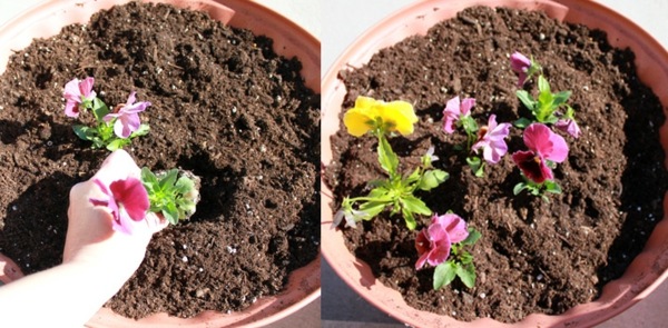Repot-växt