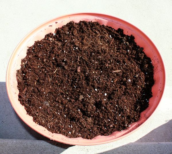 Transplantation av krukväxter i krukväxter