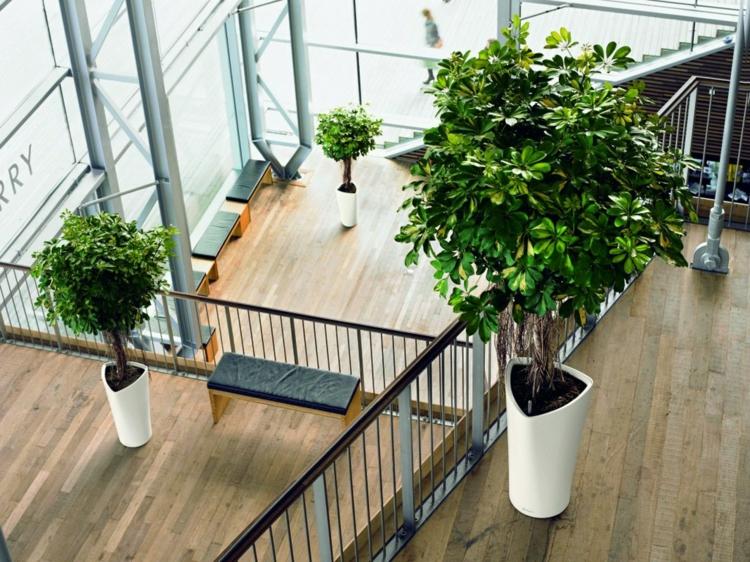 inomhus växter träd idé golv dekoration trappor parkett
