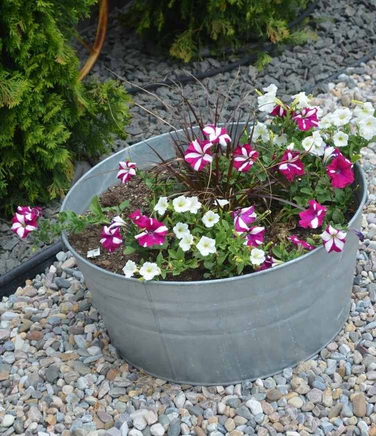zinkbalja-plantering-blommande-växter-petunia-vit