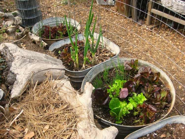 zinkbalja-plantering-grönsaker-odling-lök-körsbär-tomatsallad