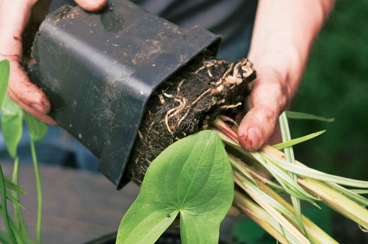 zinkbalja-plantering-damm-forma-vattenväxter