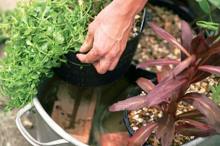 zink badkar-plantering-vattenlevande-mini-damm-idéer