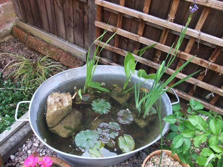 zinkbalja-plantering-idéer-fyllning-lämpliga-växter