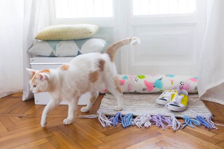 gör dragpropp själv DIY vindstoppdörrfönster hemslöjd kaktusar blomkrukor parkettgolv katt