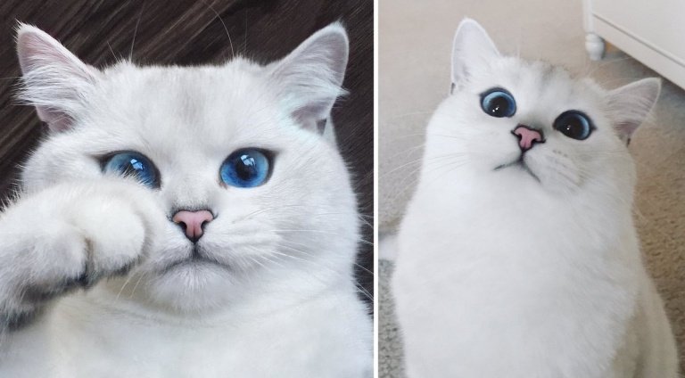 Roliga katter bilder Kobi Kedi kattens vackraste ögon