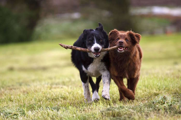 köpa en andra hund hund vänskap lek oskiljaktiga