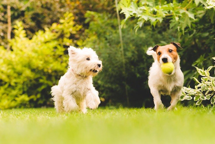 köp en andra hund som dog jack russel terrier små hundraser