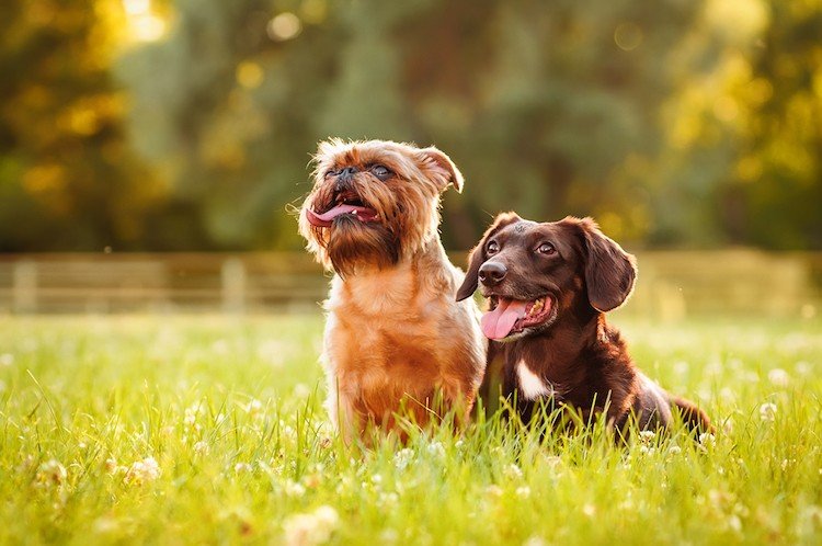 köp en andra hund små mini hundraser
