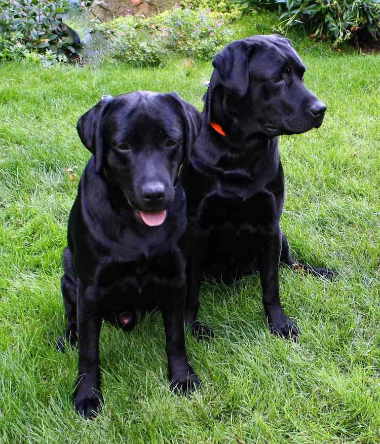 köp en andra hund labrador svart