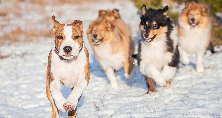 köp en andra hund som hundraser passar ihop