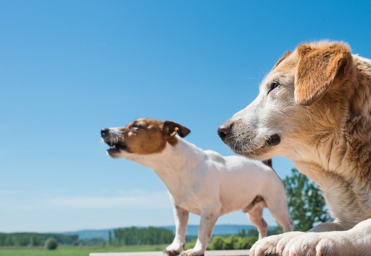 köp en andra hund vilken hund labrador jack russel